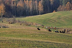 jeźdźcy zbliżają się do łąki hubertusowej - Hubertus 2011