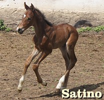 Satino na pierwszym spacerze